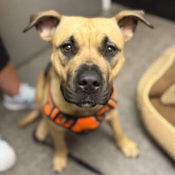 Rescue Mastiff and Mixed Breed Dogs for Adoption in Homewood, Illinois - Nola | PetCurious