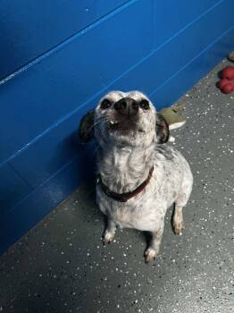 Rescue Australian Cattle Dog Blue Heeler Dogs for Adoption in Muskegon, Michigan - Carly | PetCurious