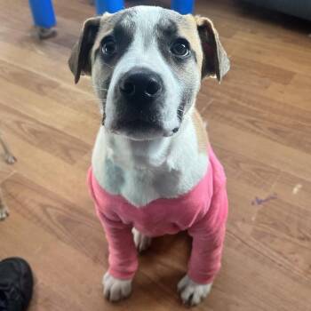 Mixed Breed Dogs Available for Adoption - Dakota | PetCurious