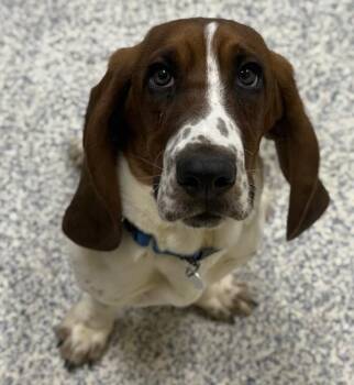 Basset Hound Dogs Available for Adoption - Lolly | PetCurious