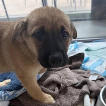 Caitlyn -  Mixed Breed Dog for Adoption in Bentonville, Arkansas - Caitlyn | PetCurious