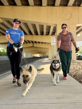 Aqua* -  Siberian Husky and Mixed Breed Dog for Adoption in El Paso, Texas - Aqua* | PetCurious