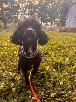 Abby Jun 26 -  Poodle Dog for Adoption in Pacolet, South Carolina - Abby Jun 26 | PetCurious