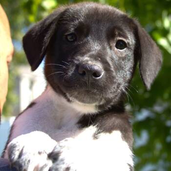 The "J" Litter -  Australian Shepherd Dog for Adoption in Grand Rapids, Michigan - The "J" Litter | PetCurious