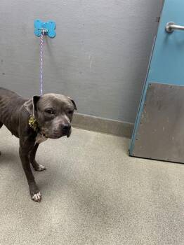 RAINA -  Pit Bull Terrier Dog for Adoption in Las Vegas, Nevada - RAINA | PetCurious