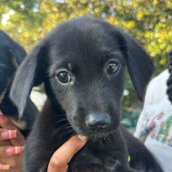 Spice -  Labrador Retriever Dog for Adoption in Richmond, Virginia - Spice | PetCurious