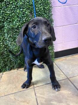 61569341 -  Mixed Breed Dog for Adoption in El Paso, Texas - 61569341 | PetCurious