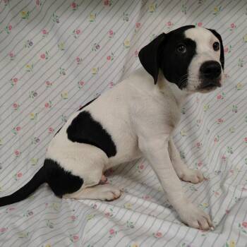 Victor Van Dort -  Pit Bull Terrier and Cane Corso Dog for Adoption in Coos Bay, Oregon - Victor Van Dort | PetCurious