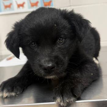 Husky Dogs Available for Adoption in Parrish, Alabama - Bruno | PetCurious