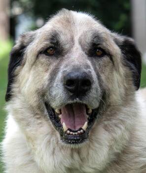 Titan -  Anatolian Shepherd and Mixed Breed Dog for Adoption in Nashville, Tennessee - Titan | PetCurious