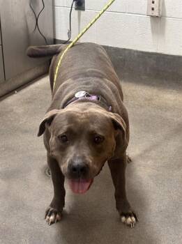 LOLA -  Pit Bull Terrier Dog for Adoption - LOLA | PetCurious