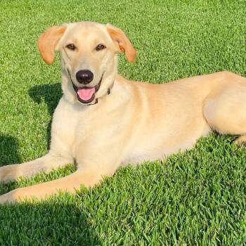 Gigi -  Yellow Labrador Retriever Dog for Adoption in Tunica, Mississippi - Gigi | PetCurious