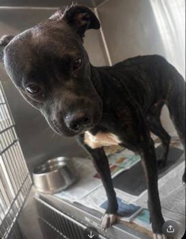 Darkle -  Mixed Breed Dog for Adoption in Chamblee, Georgia - Darkle | PetCurious