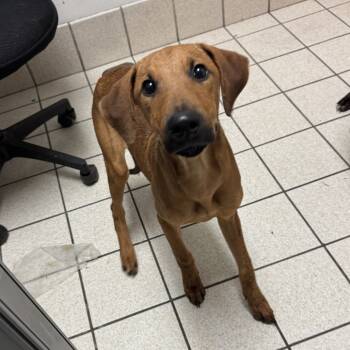 Rescue Mixed Breed Dogs for Adoption in Charleston, West Virginia - Peanut Butter | PetCurious