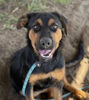 Rescue Shepherd and Black And Tan Coonhound Dogs for Adoption in Washington, District Of Columbia - Pup Scarlet O'Hara | PetCurious