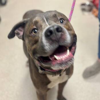 Pit Bull Terrier Dogs Available for Adoption in Evansville, Indiana - Marshall Tucker | PetCurious