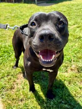 MARION -  American Staffordshire Terrier Dog for Adoption in York, South Carolina - MARION | PetCurious