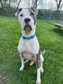 Pit Bull Terrier and Mixed Breed Dogs Available for Adoption in Marion, Ohio - Bear | PetCurious