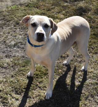 Rescue Yellow Labrador Retriever Dogs for Adoption in Edisto Island, South Carolina - GYPSY | PetCurious