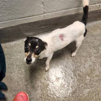 CAROLINA -  Chihuahua and Parson Russell Terrier Dog for Adoption - CAROLINA | PetCurious