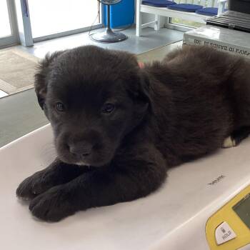 Arctic -  Shepherd and Mixed Breed Dog for Adoption in Montgomery, Alabama - Arctic | PetCurious