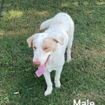 CT Urkel -  Terrier and Mixed Breed Dog for Adoption in Stormville, New York - CT Urkel | PetCurious