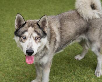 Harry -  Siberian Husky Dog for Adoption in Mont Belvieu, Texas - Harry | PetCurious