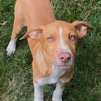 Blue Sky -  Labrador Retriever Dog for Adoption in Rockville, Maryland - Blue Sky | PetCurious
