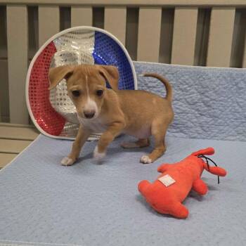 Stacy -  Terrier and Dachshund Dog for Adoption in Beaumont, Texas - Stacy | PetCurious