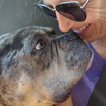 Marble -  English Bulldog and Mixed Breed Dog for Adoption in Metamora, Michigan - Marble | PetCurious