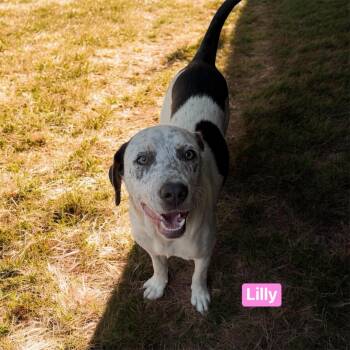 Australian Cattle Dog Blue Heeler Dogs Available for Adoption in Semmes, Alabama - Lilly  | PetCurious