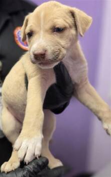 61047305 -  Mixed Breed Dog for Adoption in El Paso, Texas - 61047305 | PetCurious