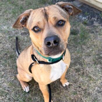 Pit Bull Terrier and Mixed Breed Dogs Available for Adoption in Saint Joseph, Missouri - Skippy P4P | PetCurious