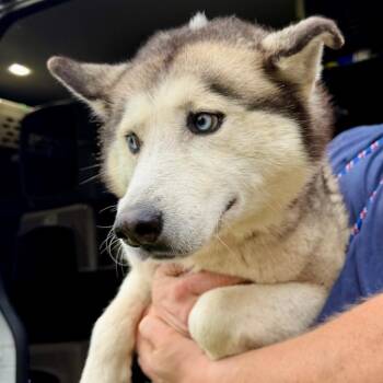 Smokey - Missouri MY26-71 -  Husky Dog for Adoption in Peyton, Colorado - Smokey - Missouri MY26-71 | PetCurious