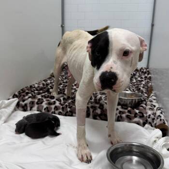 Pit Bull Terrier Dogs Available for Adoption in Austin, Texas - Cash Money | PetCurious