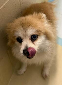 Pomeranian Dogs Available for Adoption - Lindy | PetCurious