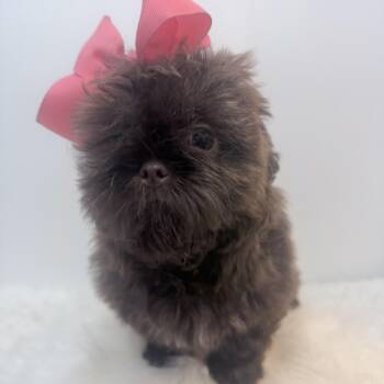 Amelie -  Shih Poo Dog for Adoption in Wrightstown, New Jersey - Amelie | PetCurious