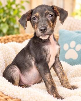 Tony -  Dachshund Dog for Adoption in Cleveland, Texas - Tony | PetCurious