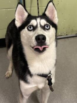 Siberian Husky Dogs Available for Adoption - BRENDA | PetCurious
