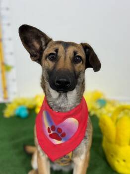 Lana-One of our Amazing Rescue Dogs -  Belgian Shepherd Malinois and Labrador Retriever Dog for Adoption in Carlsbad, California - Lana-One Of Our Amazing Rescue Dogs | PetCurious