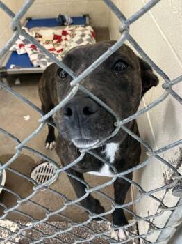 Jazmine -  Pit Bull Terrier and Mixed Breed Dog for Adoption in Dyersburg, Tennessee - Jazmine | PetCurious