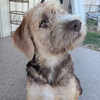 Maggie Bird -  Old English Sheepdog and Mixed Breed Dog for Adoption in Houston, Texas - Maggie Bird | PetCurious