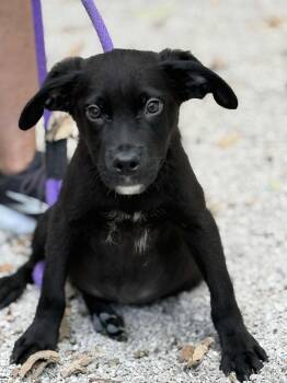 Rescue German Shepherd Dog and Mixed Breed Dogs for Adoption in Springfield, Illinois - Moe | PetCurious