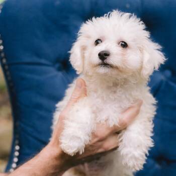 Sunset Orange -  Bichon Frise Dog for Adoption in Zionsville, Indiana - Sunset Orange | PetCurious