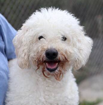 Poodle Dogs Available for Adoption in Kansas City, Kansas - Leonard (AO36103) | PetCurious