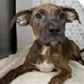 Zeuss -  Mixed Breed Dog for Adoption in Tampa, Florida - Zeuss | PetCurious