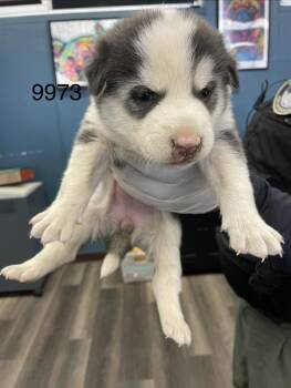 Oakley -  Siberian Husky Dog for Adoption in Victorville, California - Oakley | PetCurious