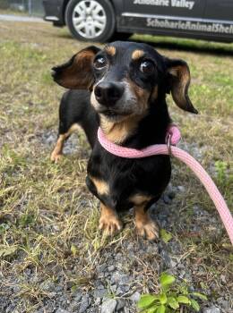 Bruno -  Dachshund Dog for Adoption in Howes Cave, New York - Bruno | PetCurious