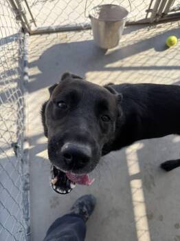 Rescue Black Labrador Retriever and German Shepherd Dog Dogs for Adoption in Rawlins, Wyoming - Dio | PetCurious