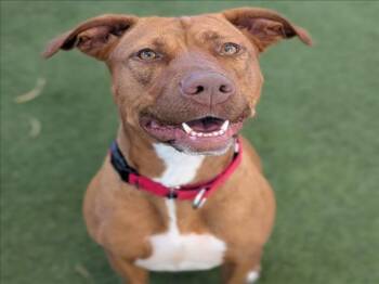 Pit Bull Terrier and Mixed Breed Dogs Available for Adoption in Las Vegas, Nevada - JASMINE | PetCurious